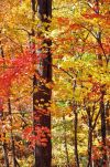 Autumn Trees in North Georgia