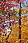 Autumn Trees in North Georgia