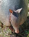 Armadillo