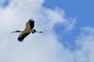 Bird Flying Over the Beach of Cumberland Island National Seashore