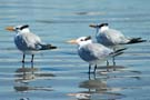 Shore Birds on Cumberland Island