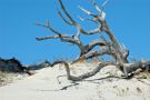 Dead Tree and Sand Dune