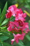 Flowers Bloom in Spring Near The Dungeness Ruins on Cumberland Island National Seashore