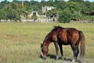 Horse Grazing Near Dungeness Mansion