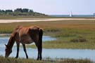 Wild Horse and Sailboat