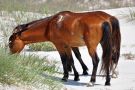 Wild Horses Grazing Among the Beach Dunes of Cumberland Island National Seashore, Georgia