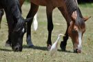 Wild Horses, Cumberland Island National Seashore