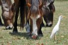 Wild Horses and Bird, Cumberland Island National Seashore