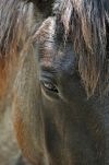 Close-up of a Horse on Cumberland Island National Seashore