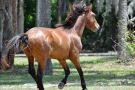 Galloping Horse, Cumberland Island National Seashore