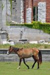 Wild Horse, Cumberland Island National Seashore