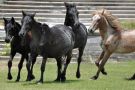 Running Horses, Cumberland Island National Seashore