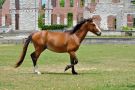 Trotting Horse, Cumberland Island National Seashore