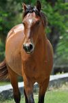 A Horse Among the Ruins of Andrew Carnegie's Dungeness, Cumberland Island