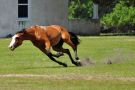 Wild Horse on Cumberland Island National Seashore