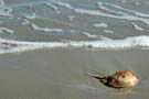 Horseshoe Crab