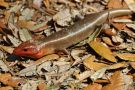 Lizard, Cumberland Island National Seashore