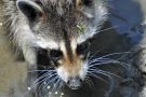 Raccoon, Cumberland Island National Seashore, Georgia