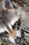 Raccoon on Cumberland Island National Seashore