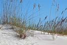 Sea Oats