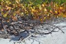 Trees, Bushes and Sand Along the Beaches of De Soto National Memorial, Florida