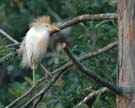 Cattle Egret