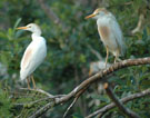 Cattle Egrest