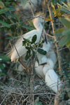 Cattle Egrets: Mother and Chicks