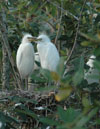 Egret Chicks