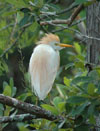 Cattle Egret Alternate Adult