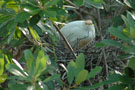 Cattle Egret: Mother on Nest