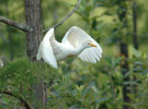 Cattle Egret Taking Flight