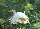 Cattle Egret