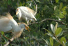 Cattle Egrets