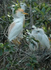 Cattle Egret