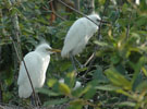 Egret Chicks