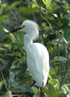 Snowy Egret