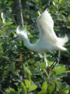 Snowy Egret