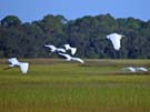 Egrets flying on Jekyll Island