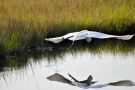 Birds on Jekyll Island, Georgia