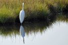 Birds on Jekyll Island, Georgia