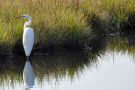 Birds on Jekyll Island, Georgia