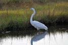 Birds on Jekyll Island, Georgia