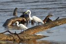 Birds on Jekyll Island, Georgia