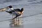 Birds on Jekyll Island, Georgia