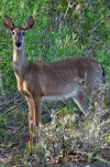 Deer on Jekyll Island, Georgia
