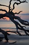 Sunrise at Driftwood Beach on Jekyll Island, Georgia