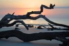 Sunrise at Driftwood Beach on Jekyll Island, Georgia