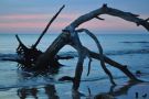 Sunrise at Driftwood Beach on Jekyll Island, Georgia