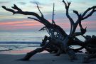 Sunrise at Driftwood Beach on Jekyll Island, Georgia